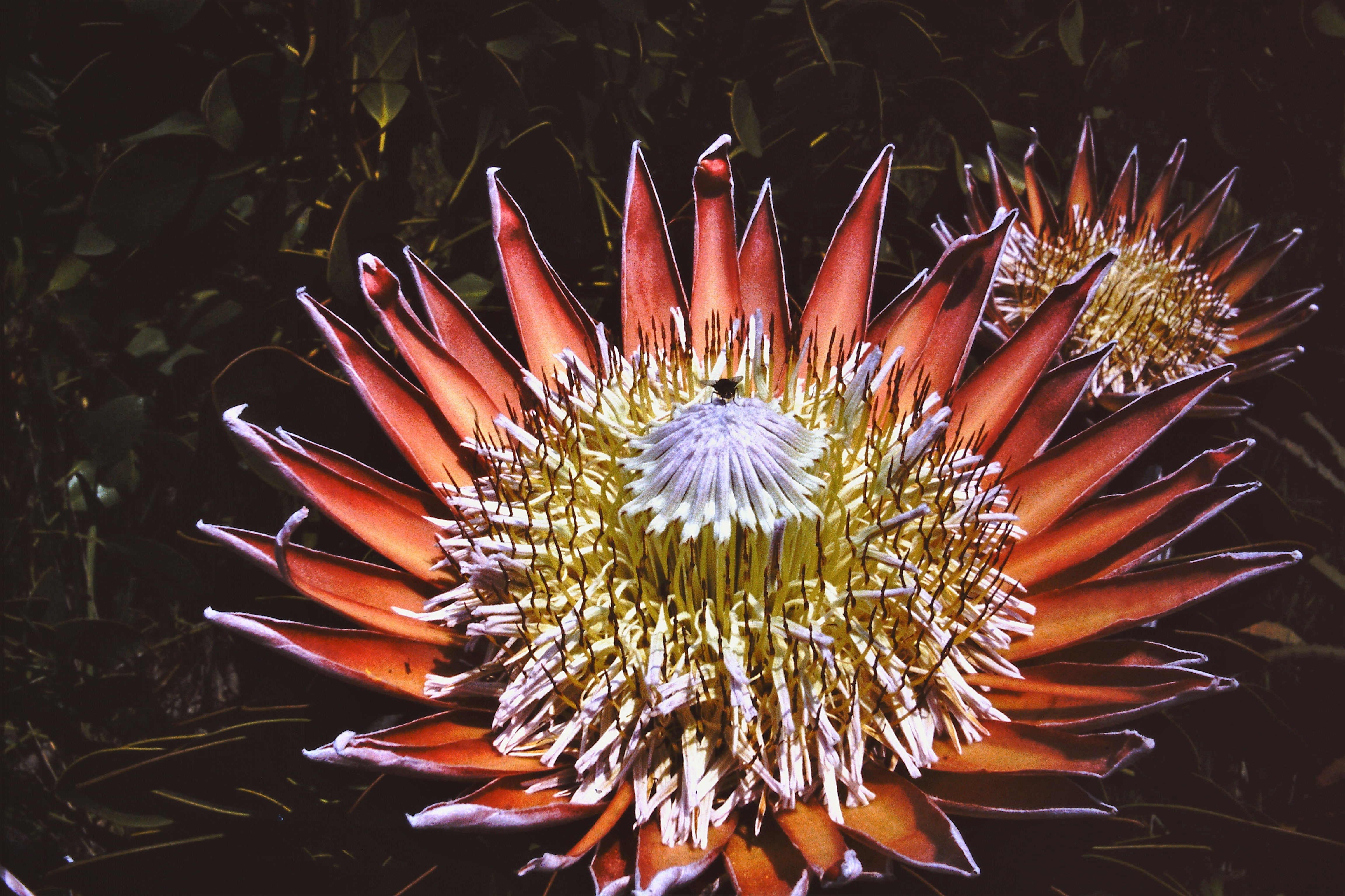 Protea Nationalpflanze, kasaan media, 2018