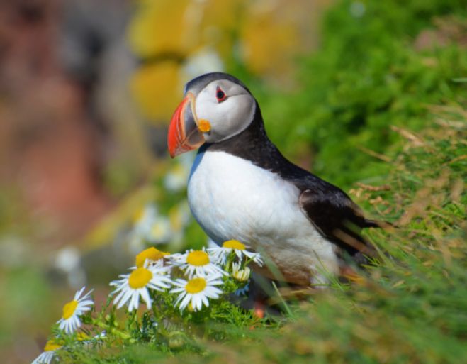 Happy Easter from Iceland by the Puffins