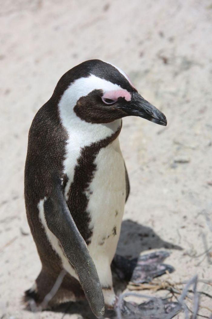 With the penguins at the Cape of Good Hope