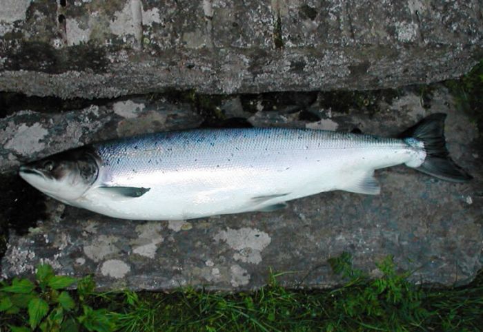 The life of the salmon