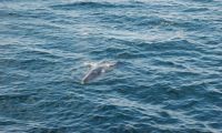 Minke Whales
