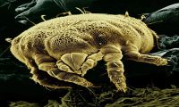 Parasites Domain blackmailing - an extreme shame for the Peoples Republic of China